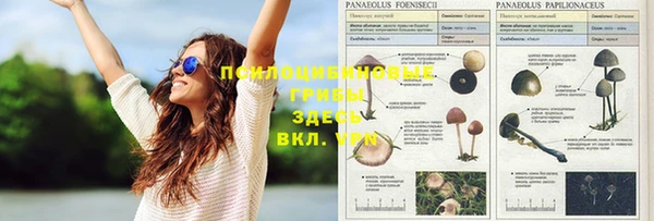 гашик Богданович